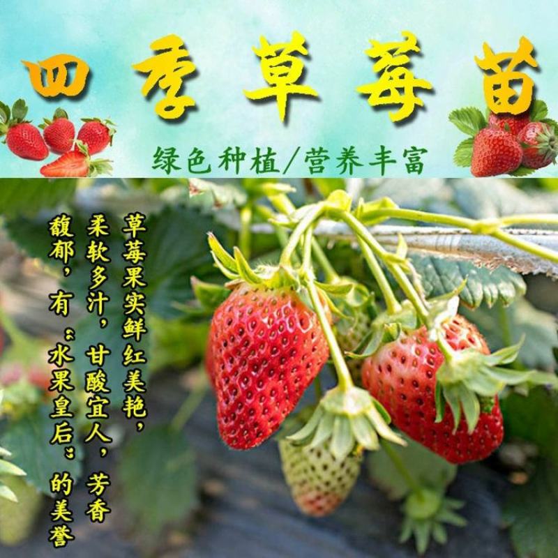 【2021新苗】四季草莓苗盆栽带盆带土奶油草莓秧阳台种植