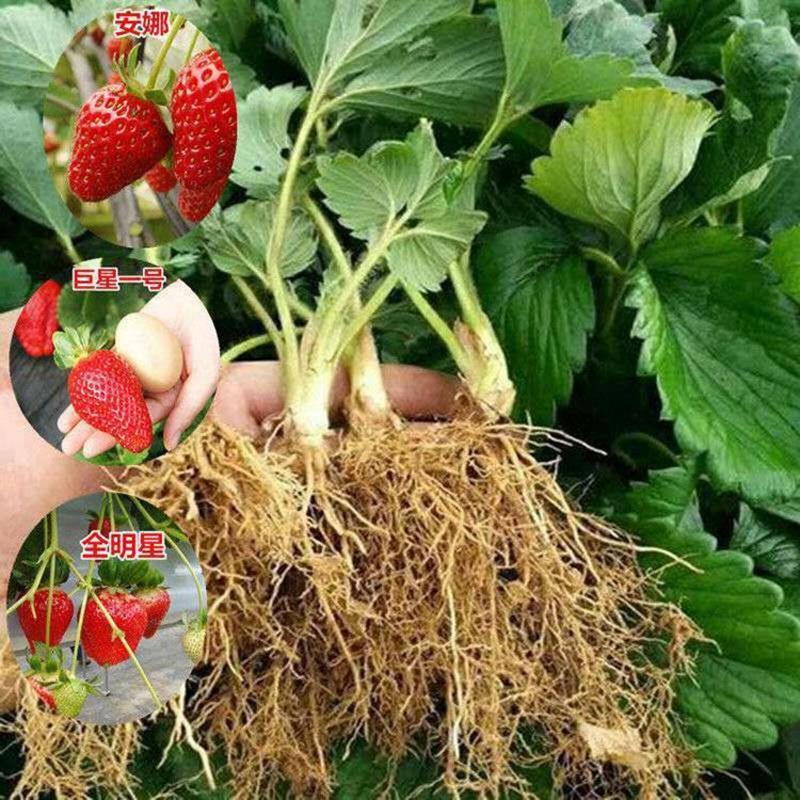 【2021新苗】四季草莓苗盆栽带盆带土奶油草莓秧阳台种植
