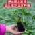 【2021新苗】四季草莓苗盆栽带盆带土奶油草莓秧阳台种植