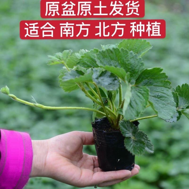 【2021新苗】四季草莓苗盆栽带盆带土奶油草莓秧阳台种植