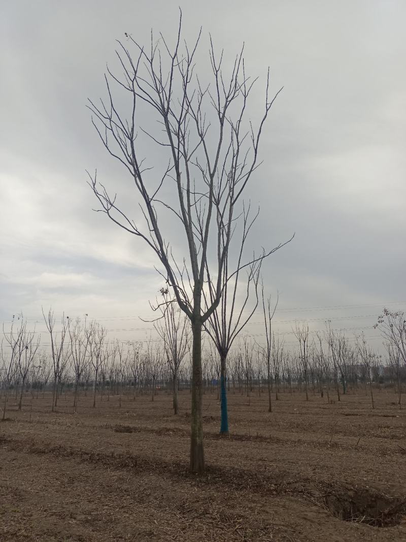 栾树12公分栾树