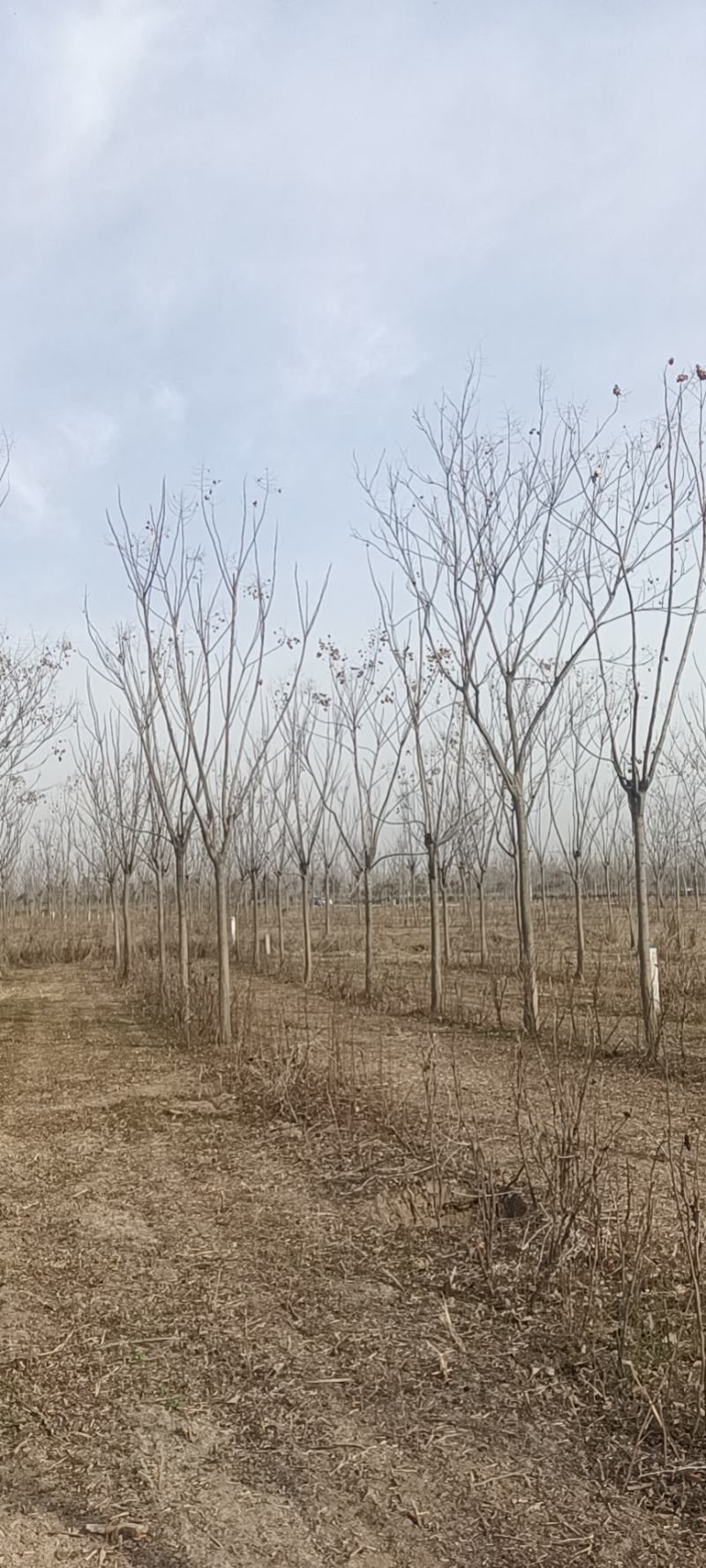 栾树12公分栾树