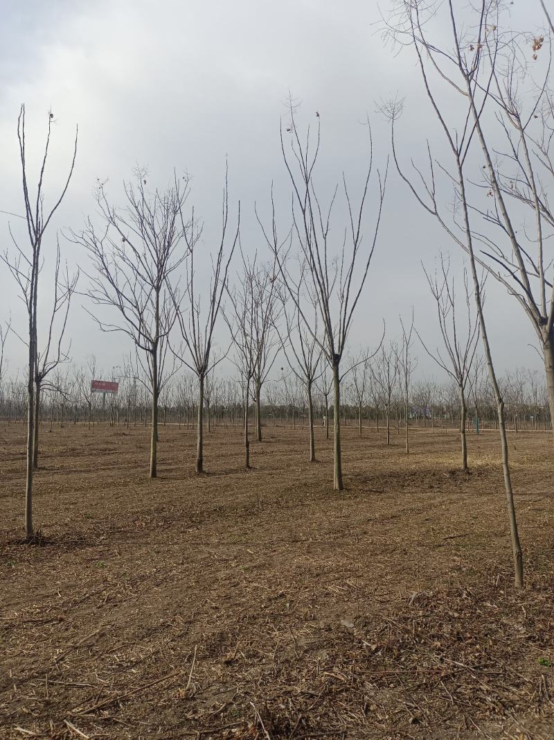栾树12公分栾树