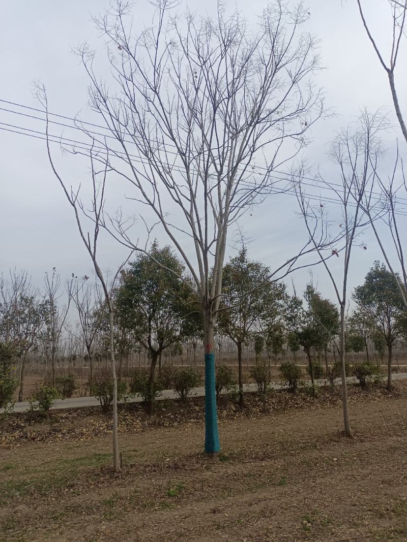 栾树12公分栾树