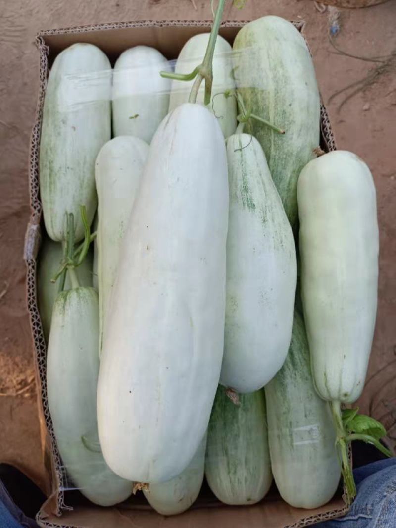 精品博洋甜瓜，羊角蜜甜瓜，产地直发，量大从优，欢迎联系