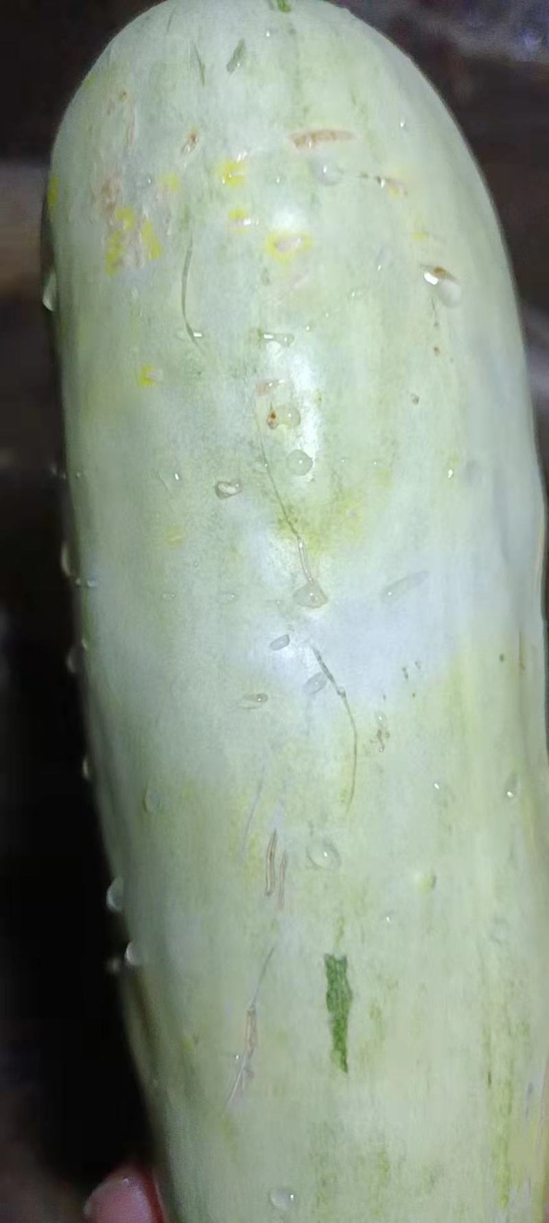 精品博洋甜瓜，羊角蜜甜瓜，产地直发，量大从优，欢迎联系