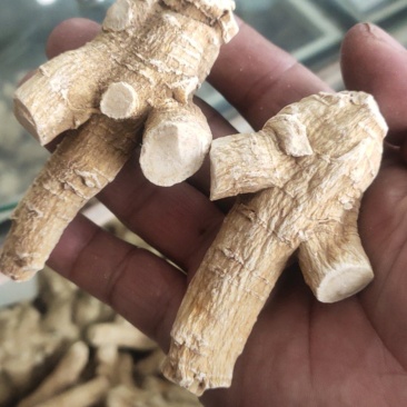 西洋参加拿大进口西洋参软质肉靓，量大价优产地直销