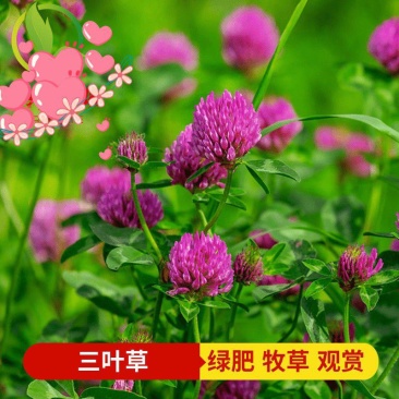 白三叶草种子红三叶心形草多年生进口草籽四季青草坪果园牧草