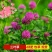 白三叶草种子红三叶心形草多年生进口草籽四季青草坪果园牧草