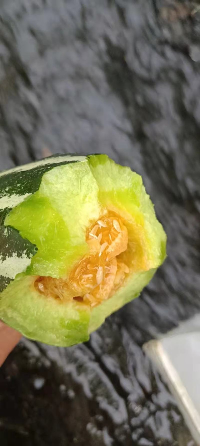 精品博洋甜瓜，产地直发，量大从优，欢迎进店联系
