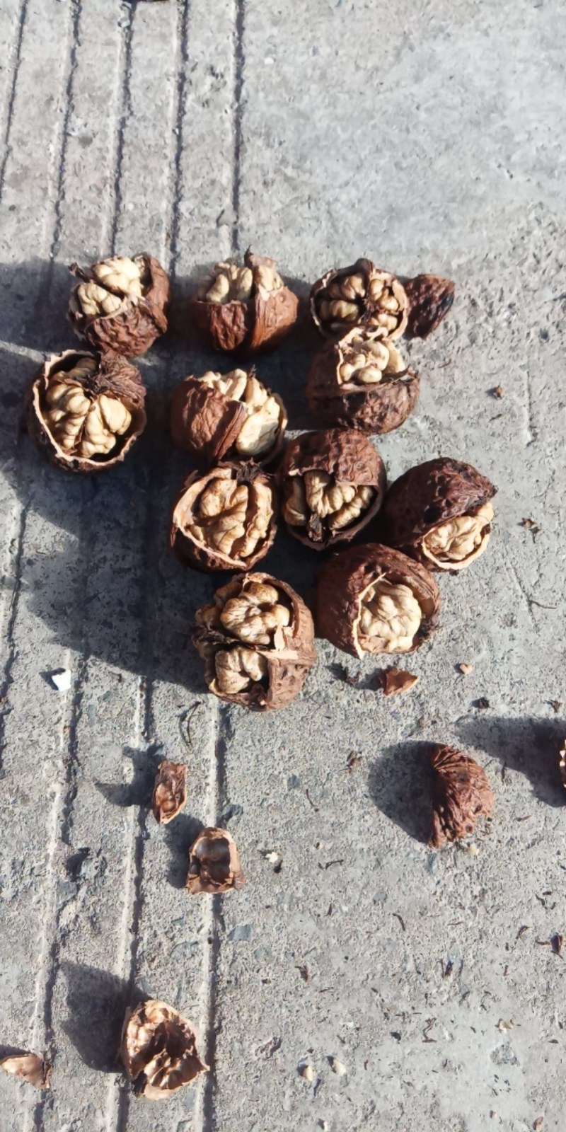 薄皮核桃云南大理漾濞老品种红桐子大果，中果