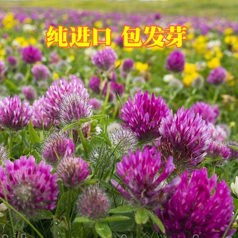 白三叶草种子红三叶心形草多年生进口草籽四季青草坪果园牧草