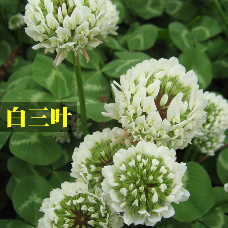 白三叶草种子红三叶心形草多年生进口草籽四季青草坪果园牧草