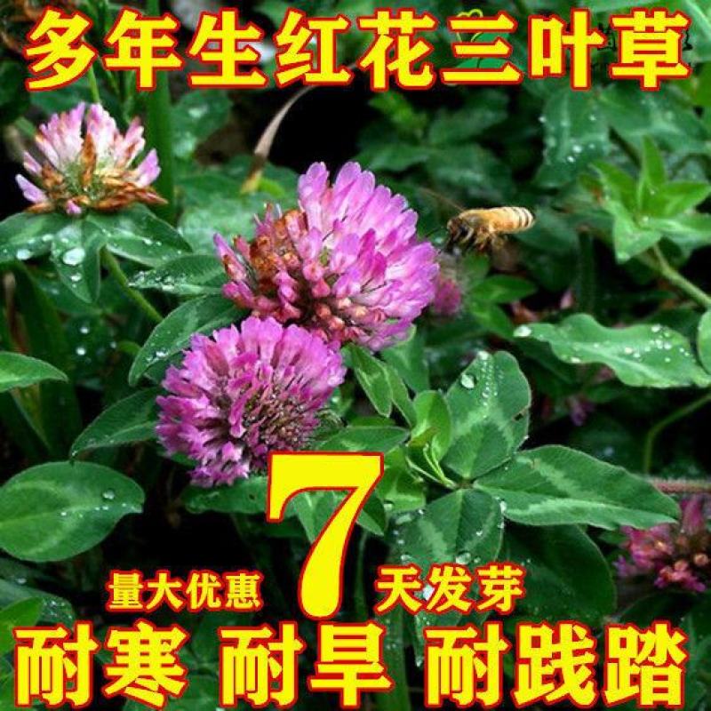 白三叶草种子红三叶心形草多年生进口草籽四季青草坪果园牧草