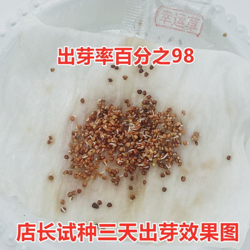 白三叶草种子红三叶心形草多年生进口草籽四季青草坪果园牧草
