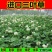 白三叶草种子红三叶心形草多年生进口草籽四季青草坪果园牧草