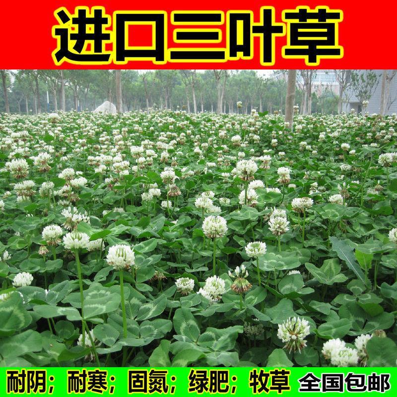 白三叶草种子红三叶心形草多年生进口草籽四季青草坪果园牧草