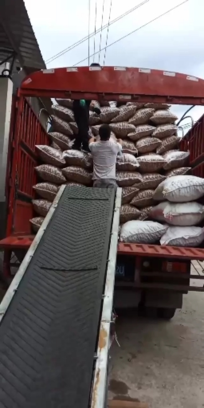 薄皮核桃云南大理漾濞老品种红桐子大果，中果