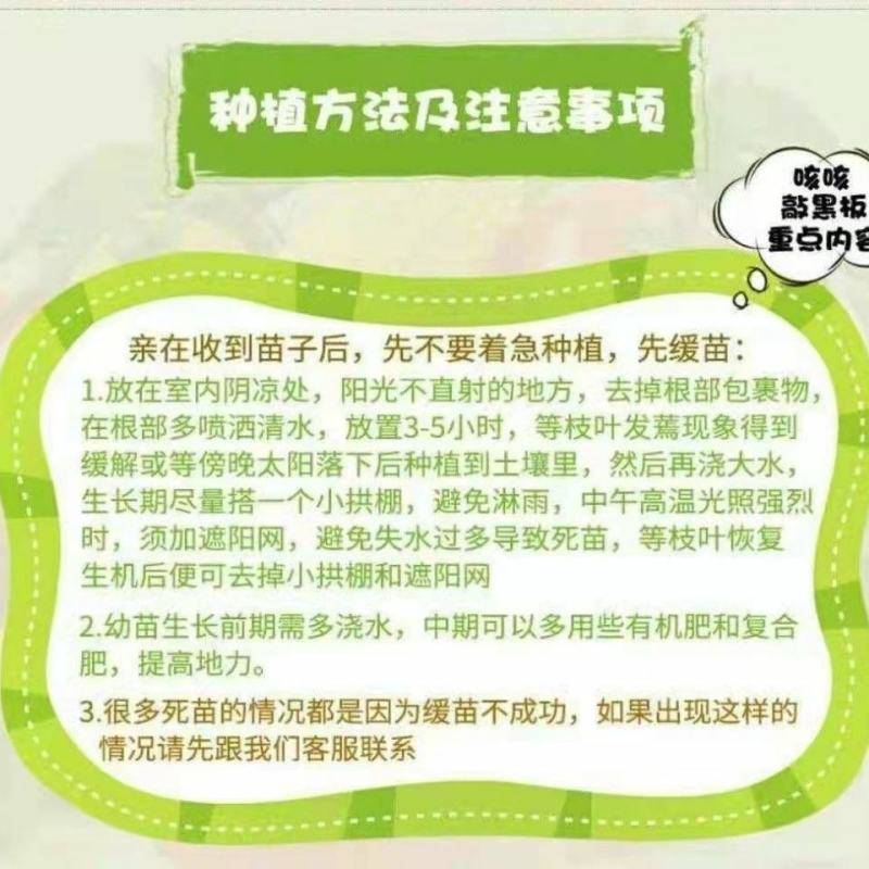 蔬菜苗秧苗辣椒苗薄皮青椒苗青线椒苗螺丝椒朝天椒苗四季阳台