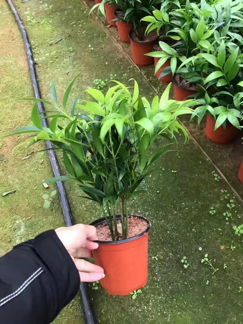 竹柏基地一手货源，看上的老板可以联系！规格非常多