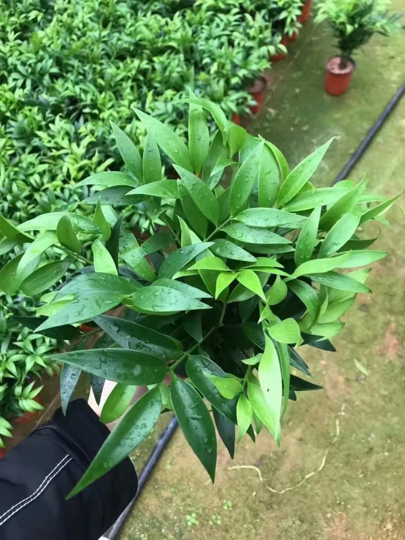 竹柏基地一手货源，看上的老板可以联系！规格非常多