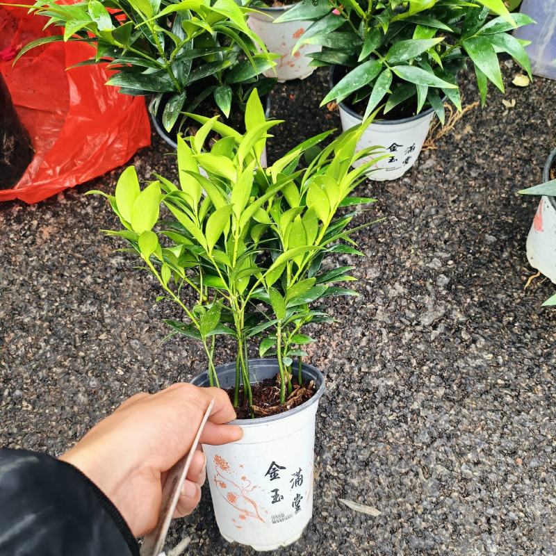 竹柏基地一手货源，看上的老板可以联系！规格非常多