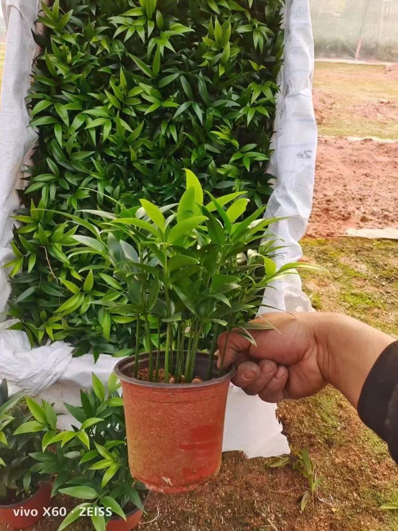 竹柏基地一手货源，看上的老板可以联系！规格非常多