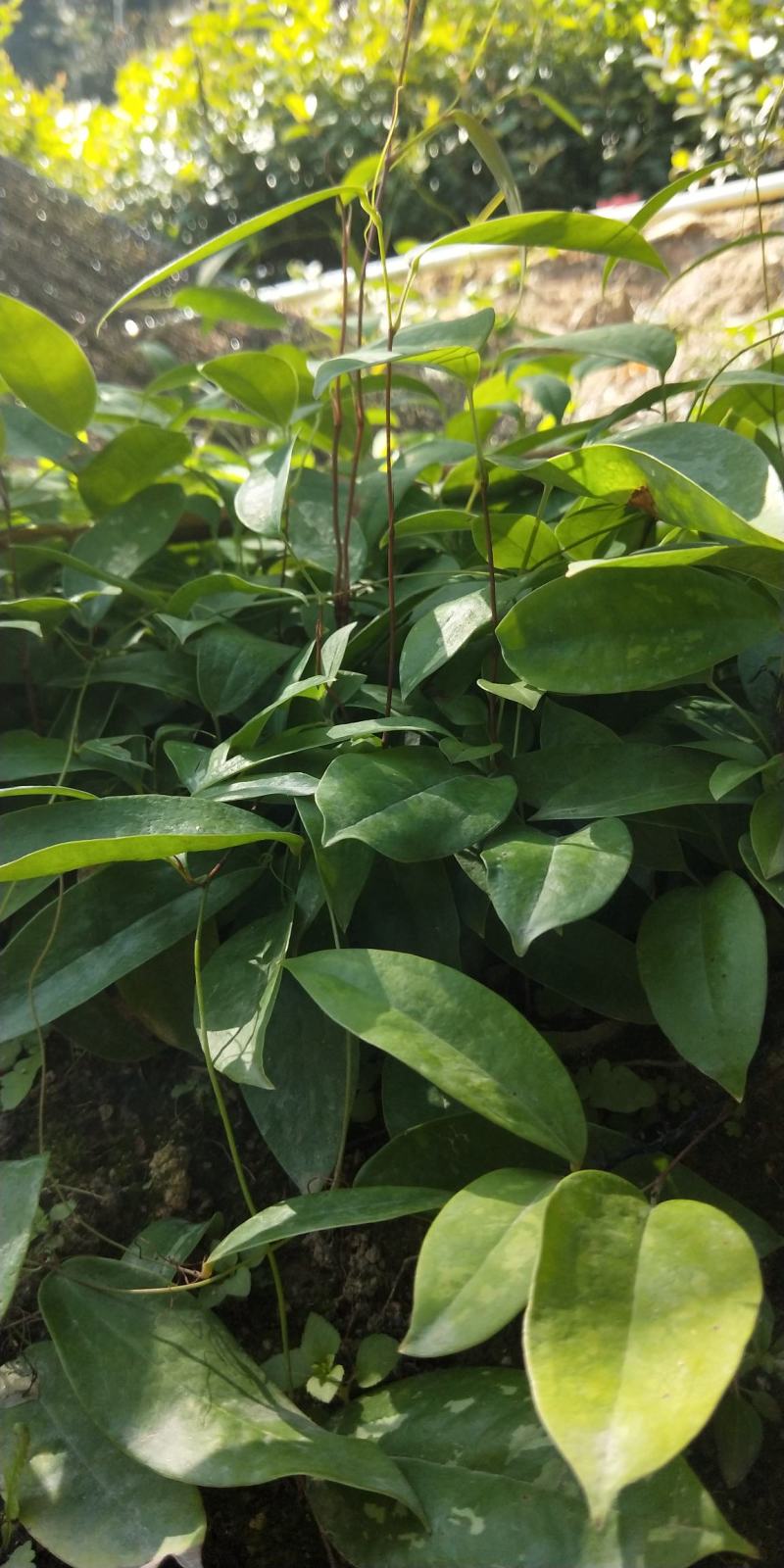土茯苓种苗营养杯苗，自产自销苗品良好质量三包欢迎选购