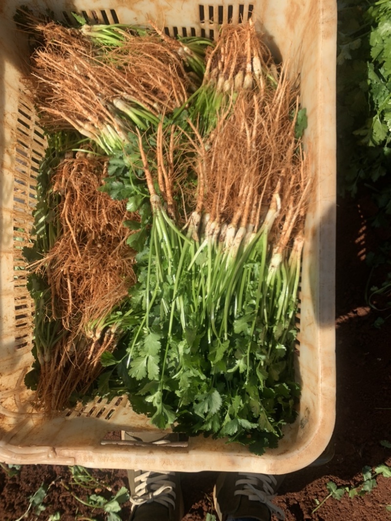 精品香菜