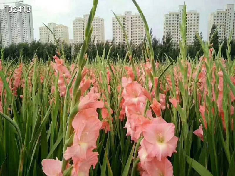 原装进口唐菖蒲剑兰种球种子鲜切花盆栽花海