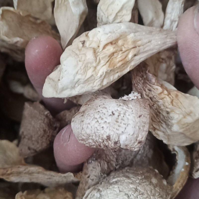 鸡腿菇
