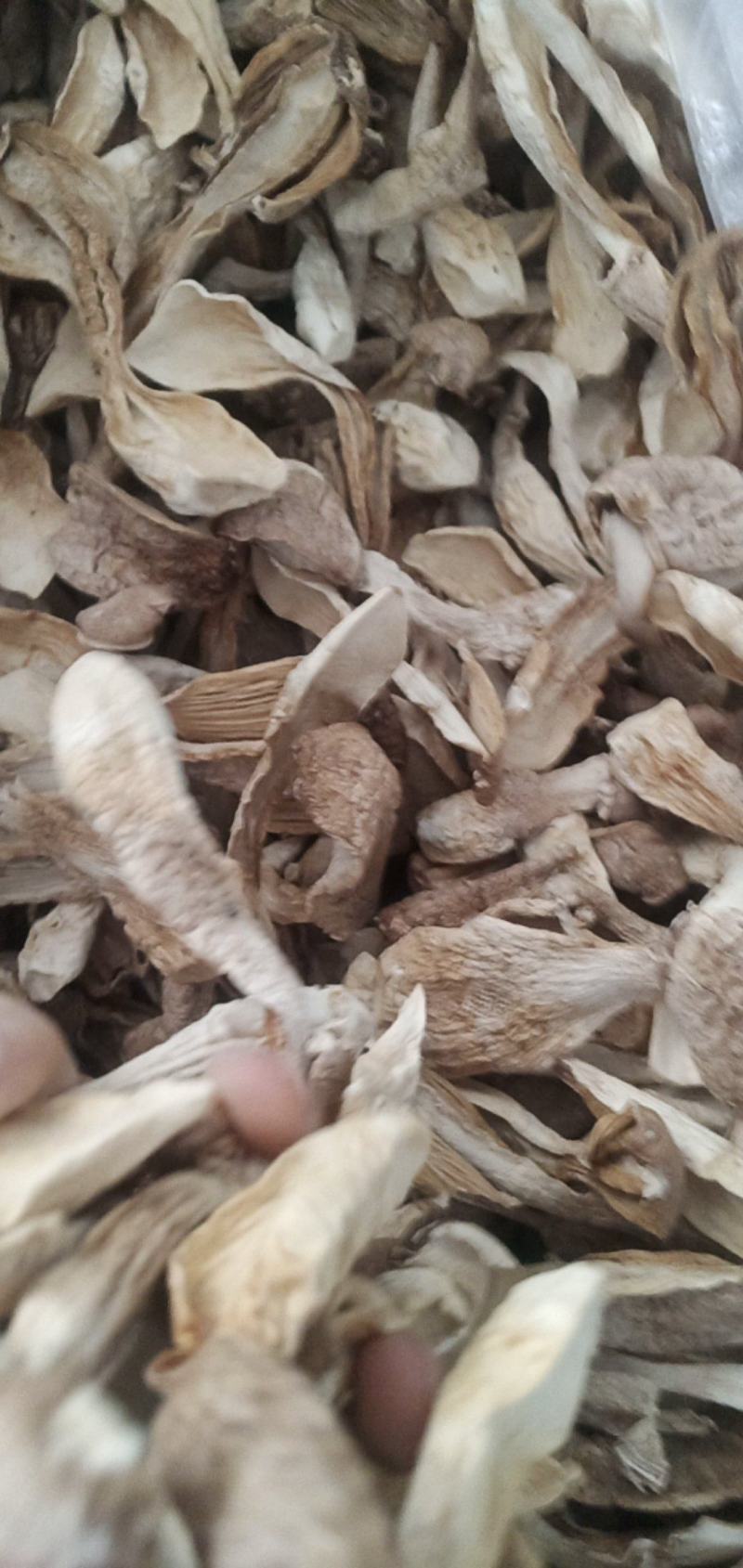 鸡腿菇