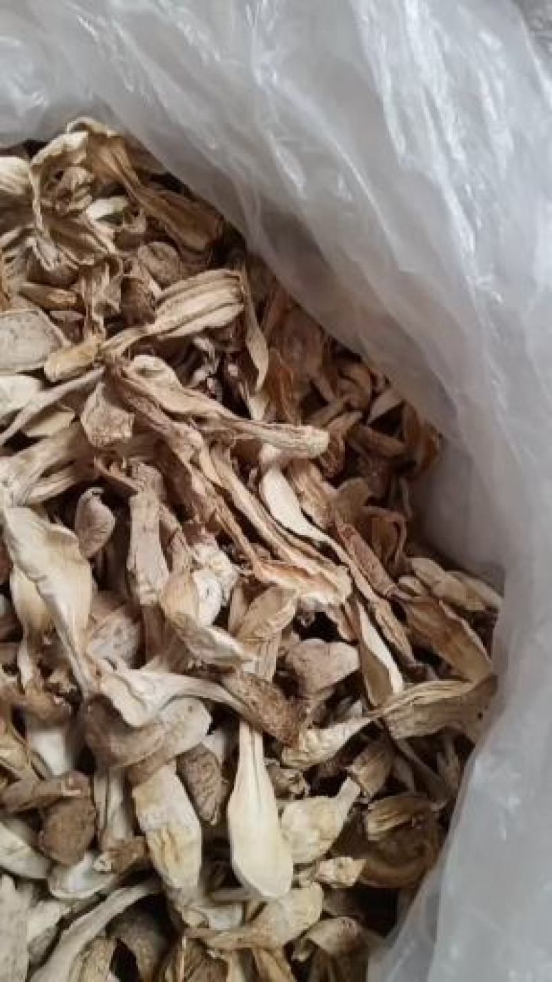 鸡腿菇