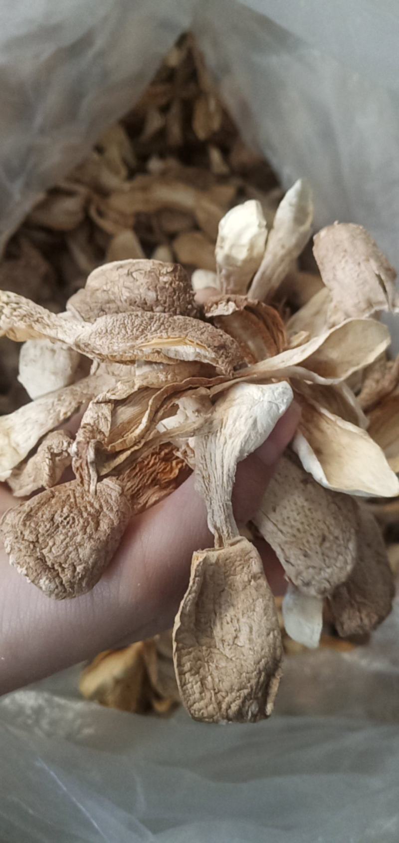鸡腿菇