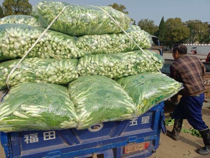 湖北嘉鱼本地白菜心毛白菜苔持续供应