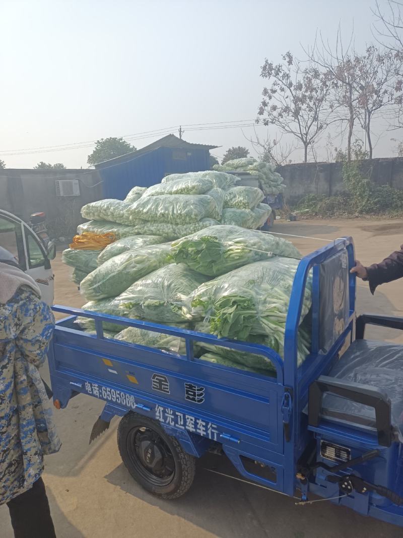 湖北嘉鱼本地白菜心毛白菜苔持续供应