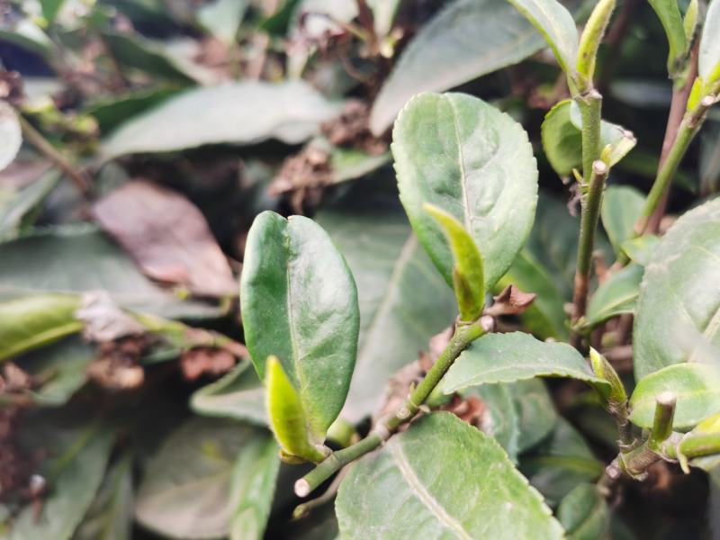新茶上市啦！！2022年明前峨眉特级竹叶青