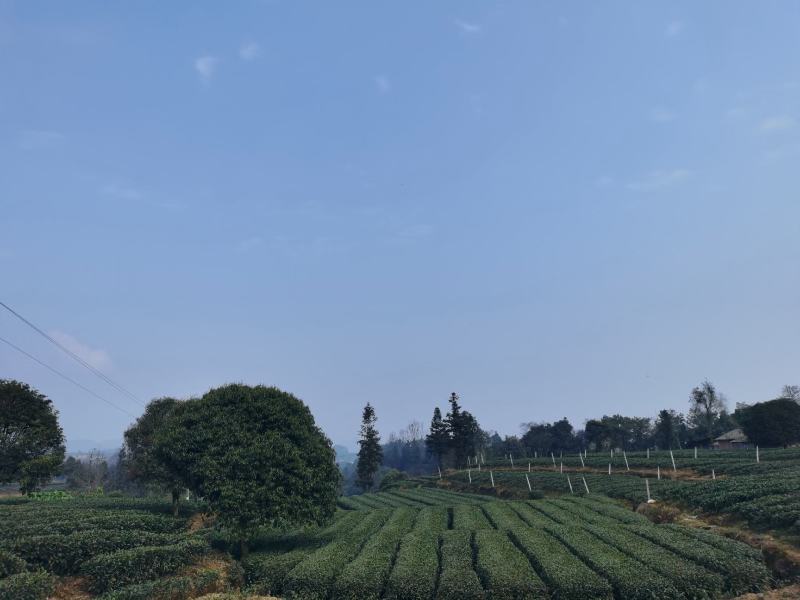 新茶上市啦！！2022年明前峨眉特级竹叶青