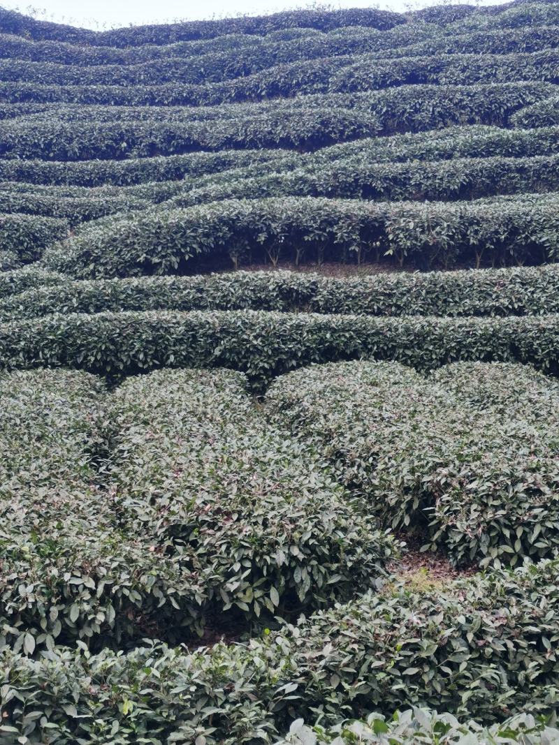新茶上市啦！！2022年明前峨眉特级竹叶青