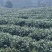新茶上市啦！！2022年明前峨眉特级竹叶青