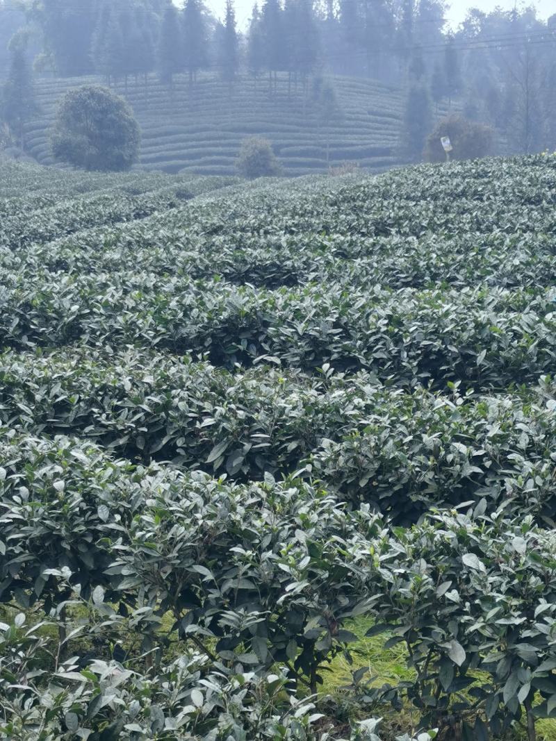新茶上市啦！！2022年明前峨眉特级竹叶青
