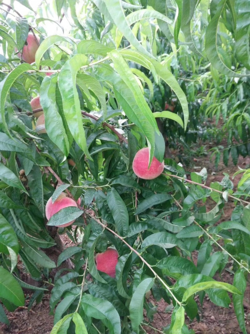 水蜜桃，电商微商一件代发，价格优惠，便宜