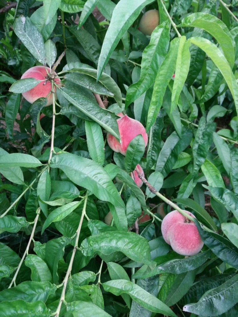 水蜜桃，电商微商一件代发，价格优惠，便宜