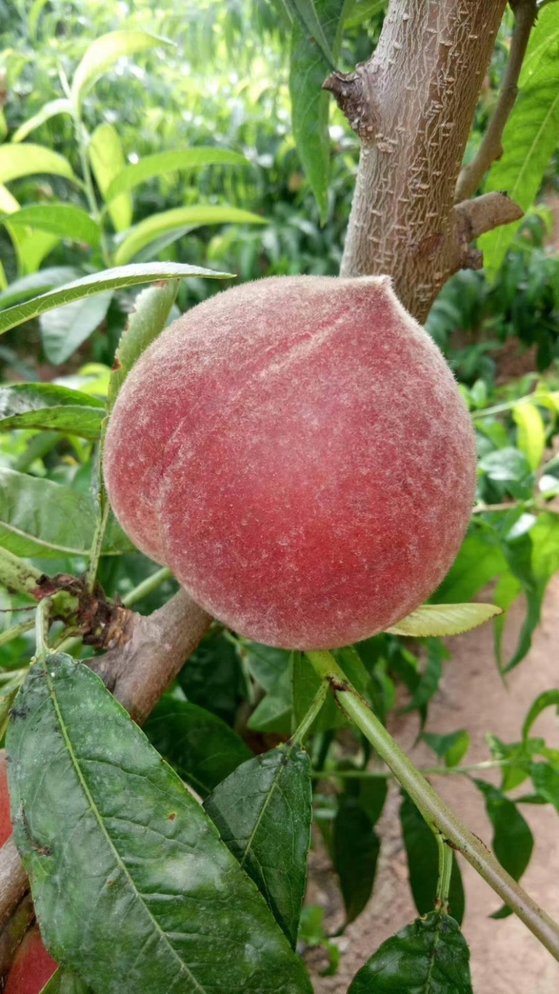 水蜜桃，电商微商一件代发，价格优惠，便宜