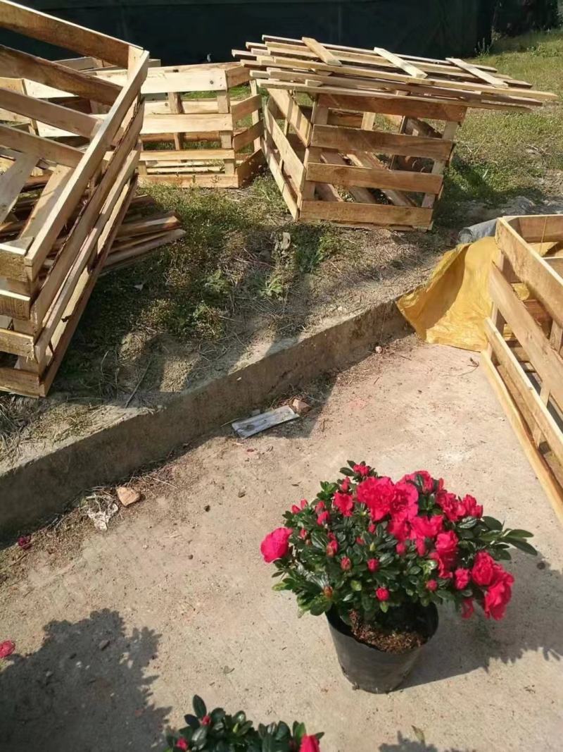 杜鹃基地一手货源看上的老板联系！规格非常多