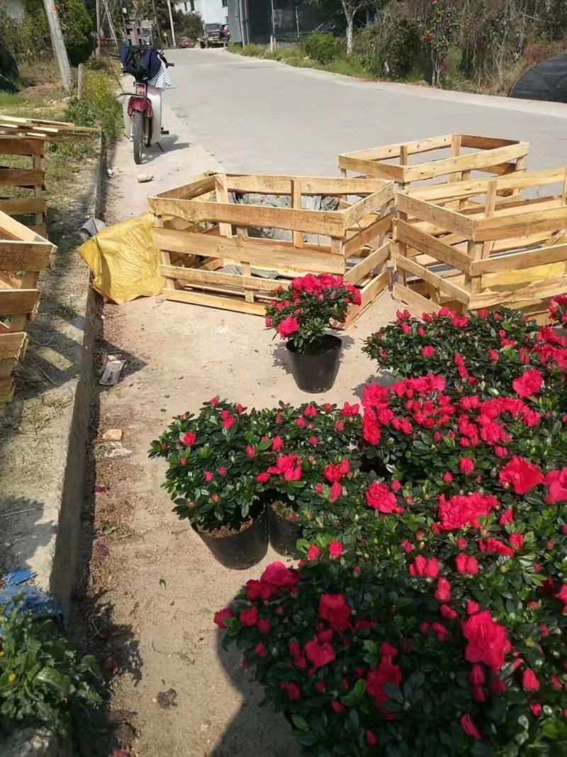 杜鹃基地一手货源看上的老板联系！规格非常多
