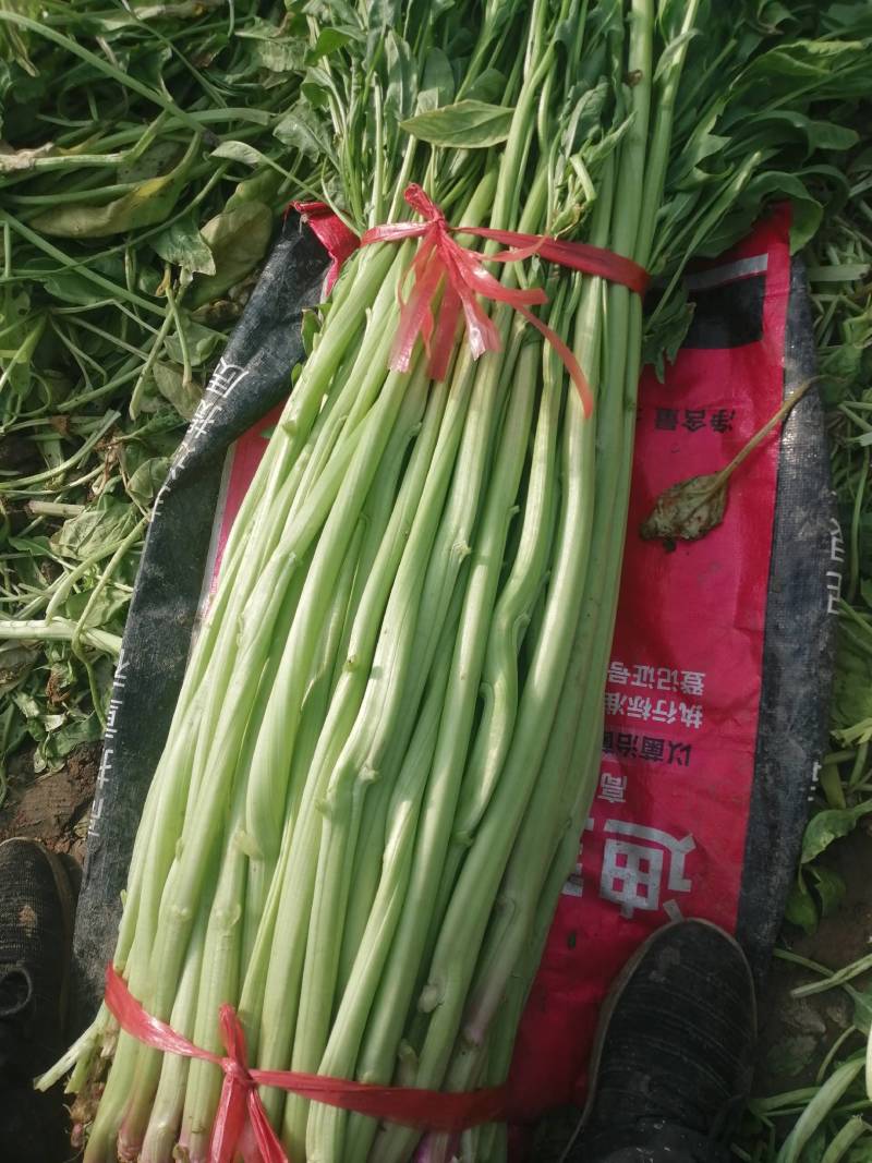 菠菜梗