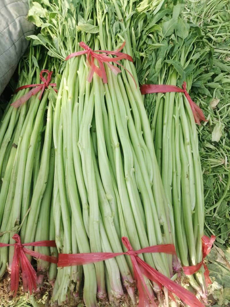 菠菜梗