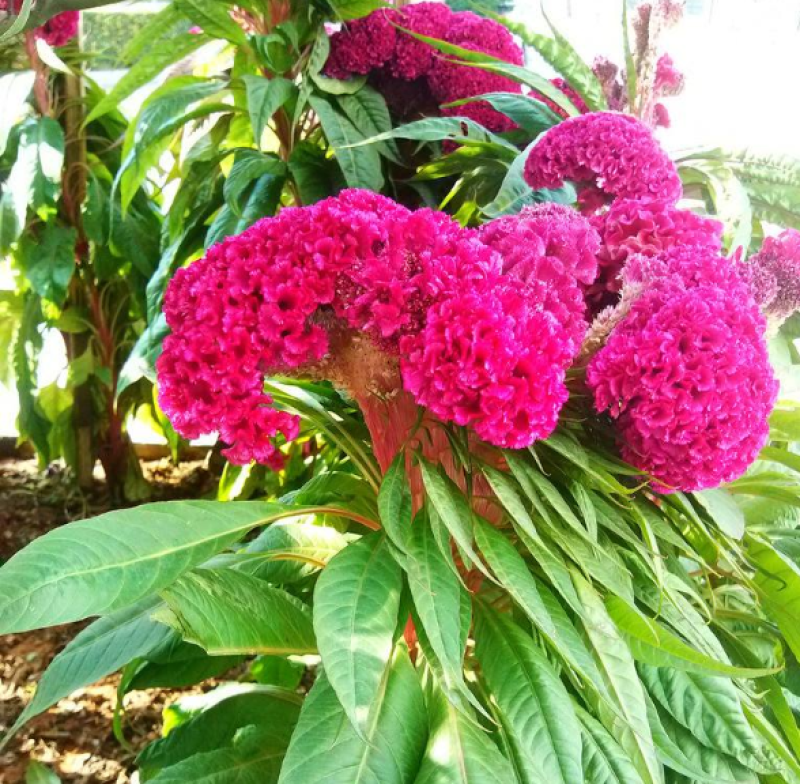 鸡冠花种子野鸡冠花种子头状鸡冠花四季开花盆栽花籽