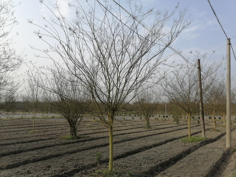 紫薇工程苗木基地批发红花紫薇价格高杆紫薇价格
